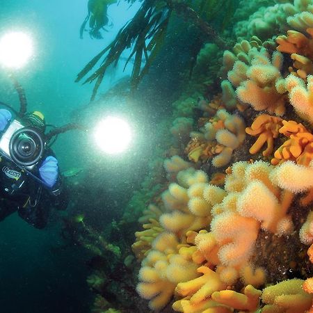 Gulen Dive Resort Dalsøyra 外观 照片