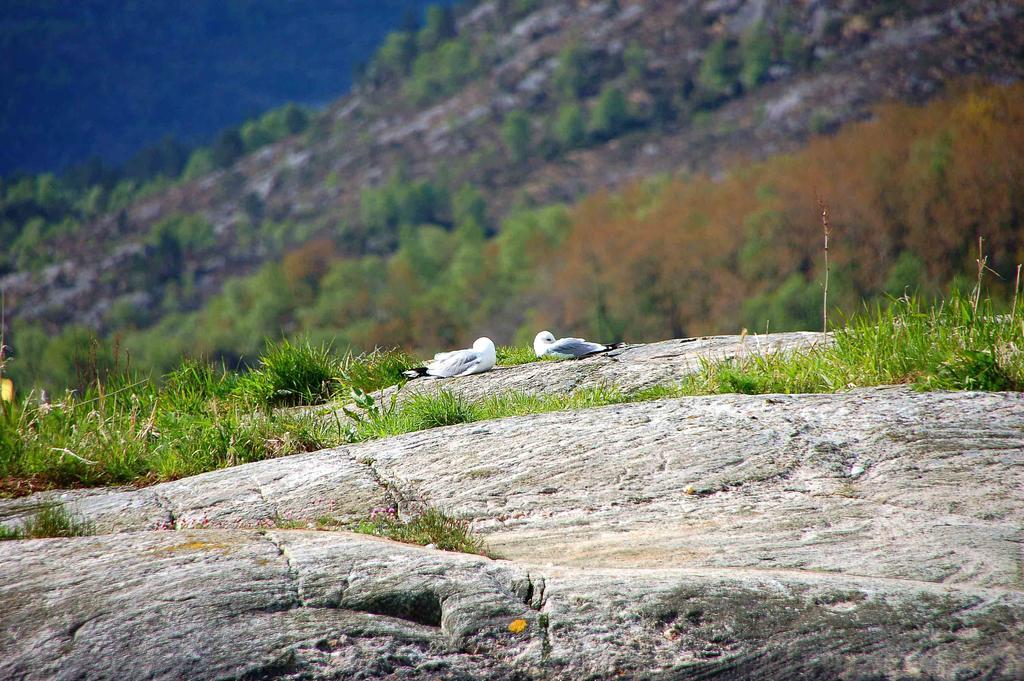 Gulen Dive Resort Dalsøyra 外观 照片