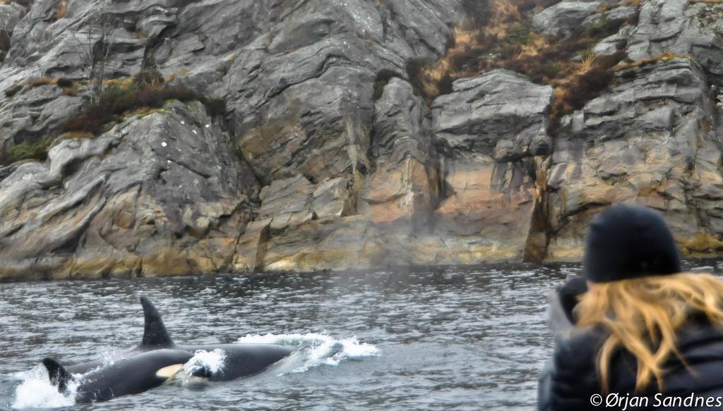 Gulen Dive Resort Dalsøyra 外观 照片