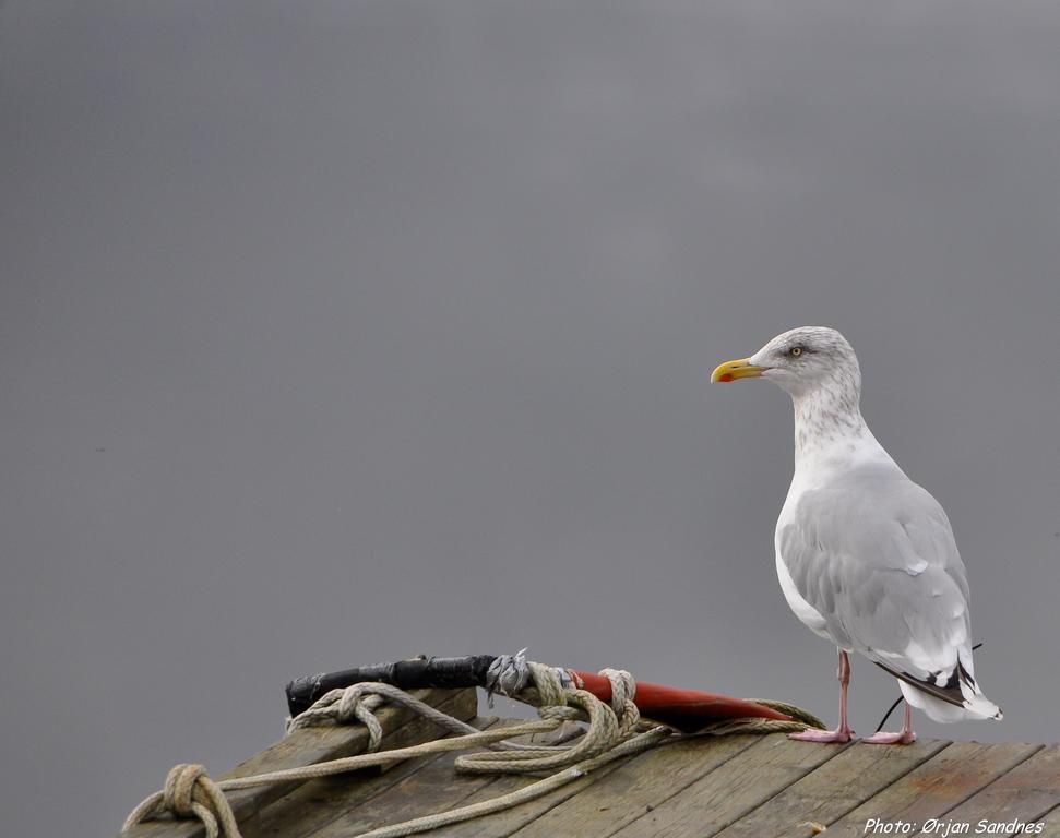Gulen Dive Resort Dalsøyra 外观 照片